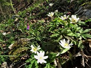 83 Bianca Anemone nemorosa (Anemonoides nemorosa)  con Cicerchia primaticcia (Lathirus vernus)